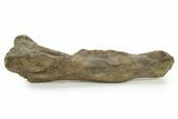 Fossil Hadrosaur (Maiasaura) Partial Femur w/ Stand - Montana #379909-5